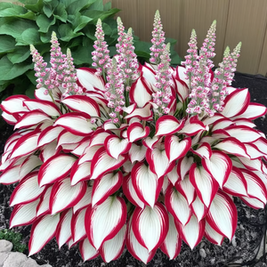 Hosta Wit Rood
