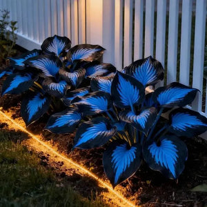 Hosta Blauw