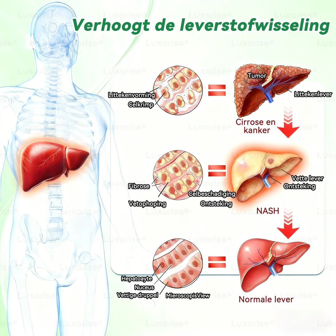 Luxarise® Moringa + Berberine Pleister  • Zichtbaar resultaat