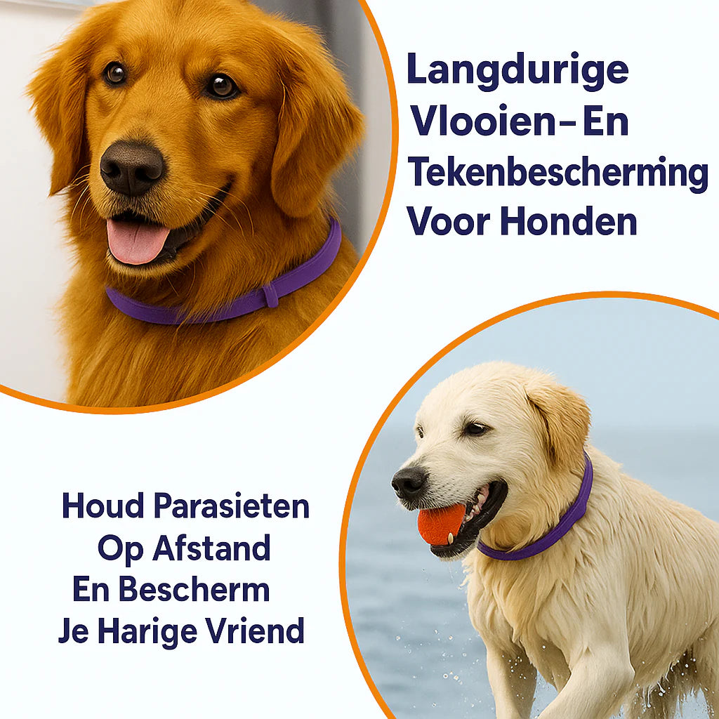 Anti Vlooien- en Tekenband – Natuurlijke Bescherming tot 8 Maanden | 1+1 GRATIS