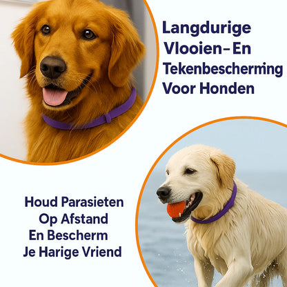 Anti Vlooien- en Tekenband – Natuurlijke Bescherming tot 8 Maanden | 1+1 GRATIS