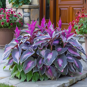 Hosta Paars